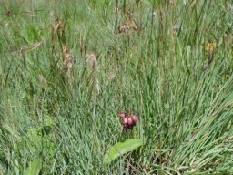 Orthochilus not vinosus in Mpumalanga grassland
